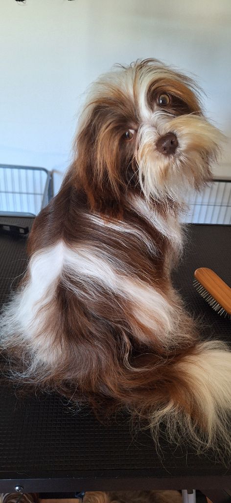 Victoire O P'tit Havanais Gourmand