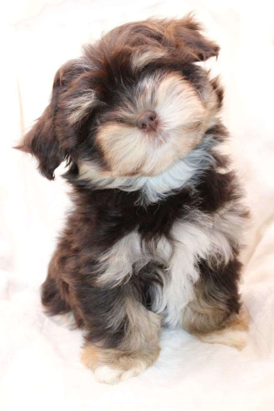 Cookie a trouvé une super famille