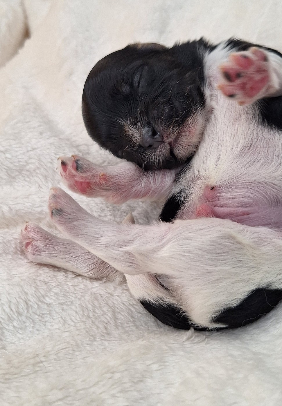 O P'tit Havanais Gourmand - Les petits nouveaux seront disponibles pour Noël