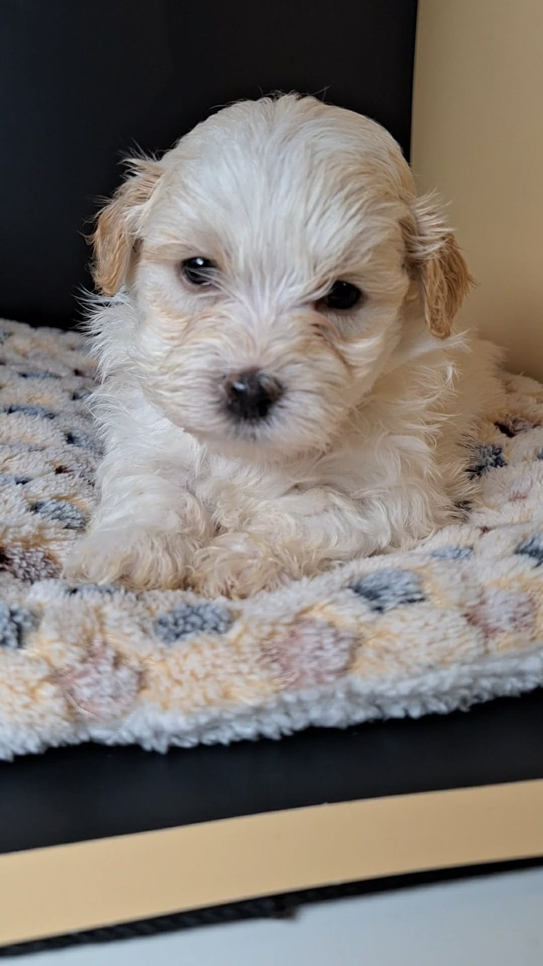 Aribo et Amaretto sont les derniers chiots disponibles