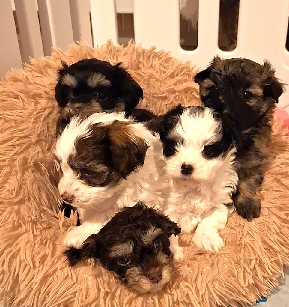 Plus de chiots disponibles