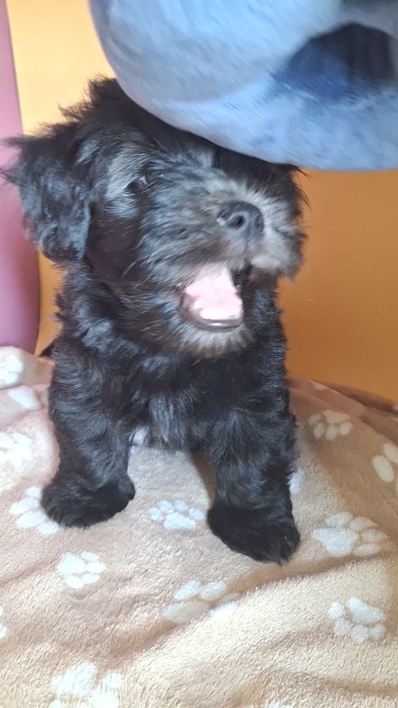 O P'tit Havanais Gourmand - Bichon Havanais - Portée née le 23/06/2025