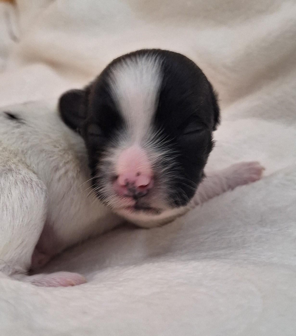 O P'tit Havanais Gourmand - Chiots disponibles - Bichon Havanais