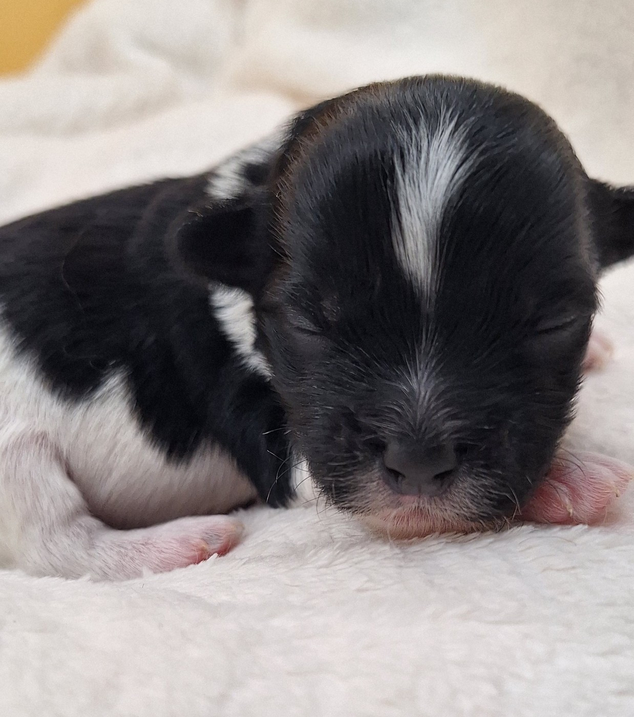 O P'tit Havanais Gourmand - Chiots disponibles - Bichon Havanais