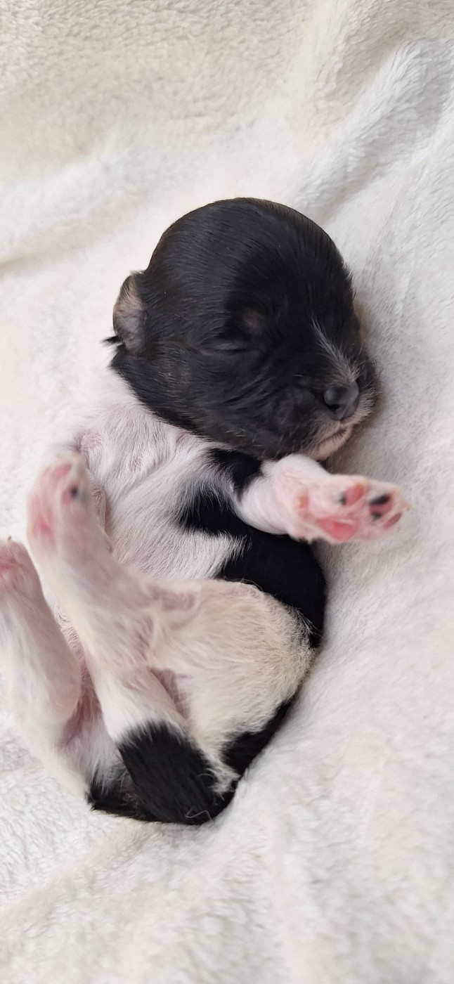 O P'tit Havanais Gourmand - Chiots disponibles - Bichon Havanais