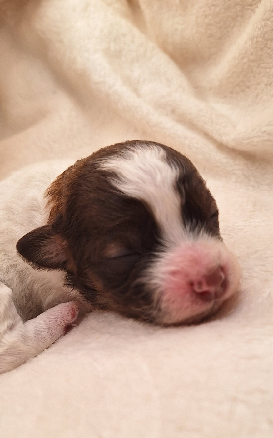 O P'tit Havanais Gourmand - Chiots disponibles - Bichon Havanais