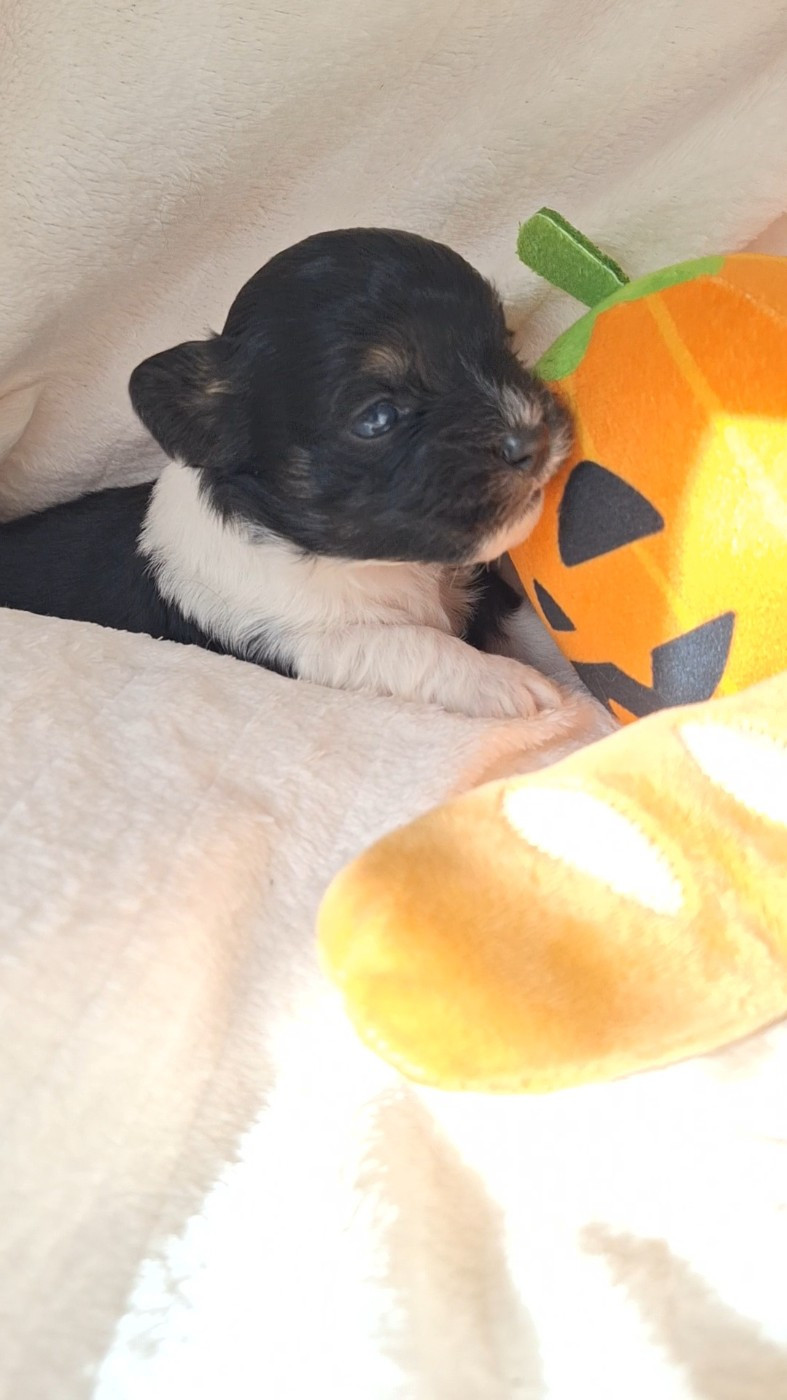 O P'tit Havanais Gourmand - Chiots disponibles - Bichon Havanais