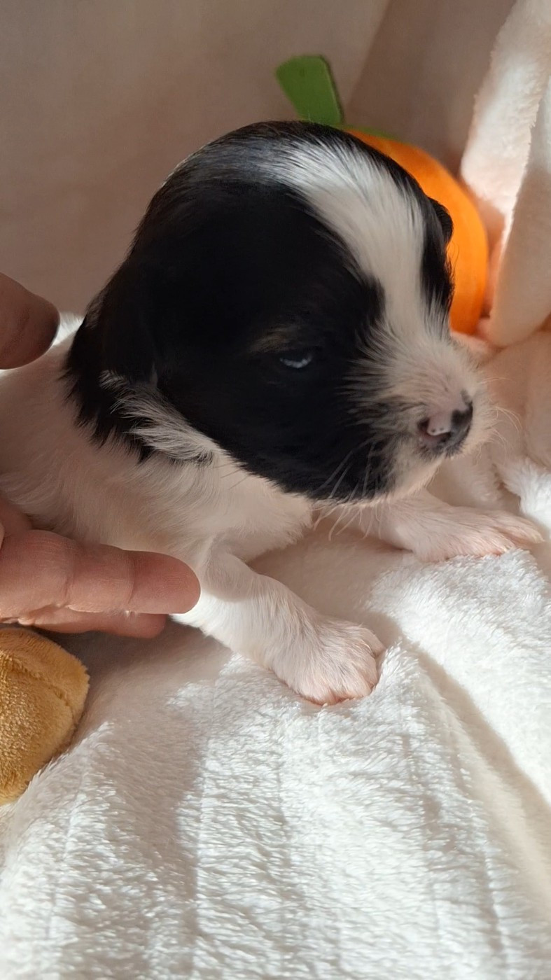 O P'tit Havanais Gourmand - Chiots disponibles - Bichon Havanais