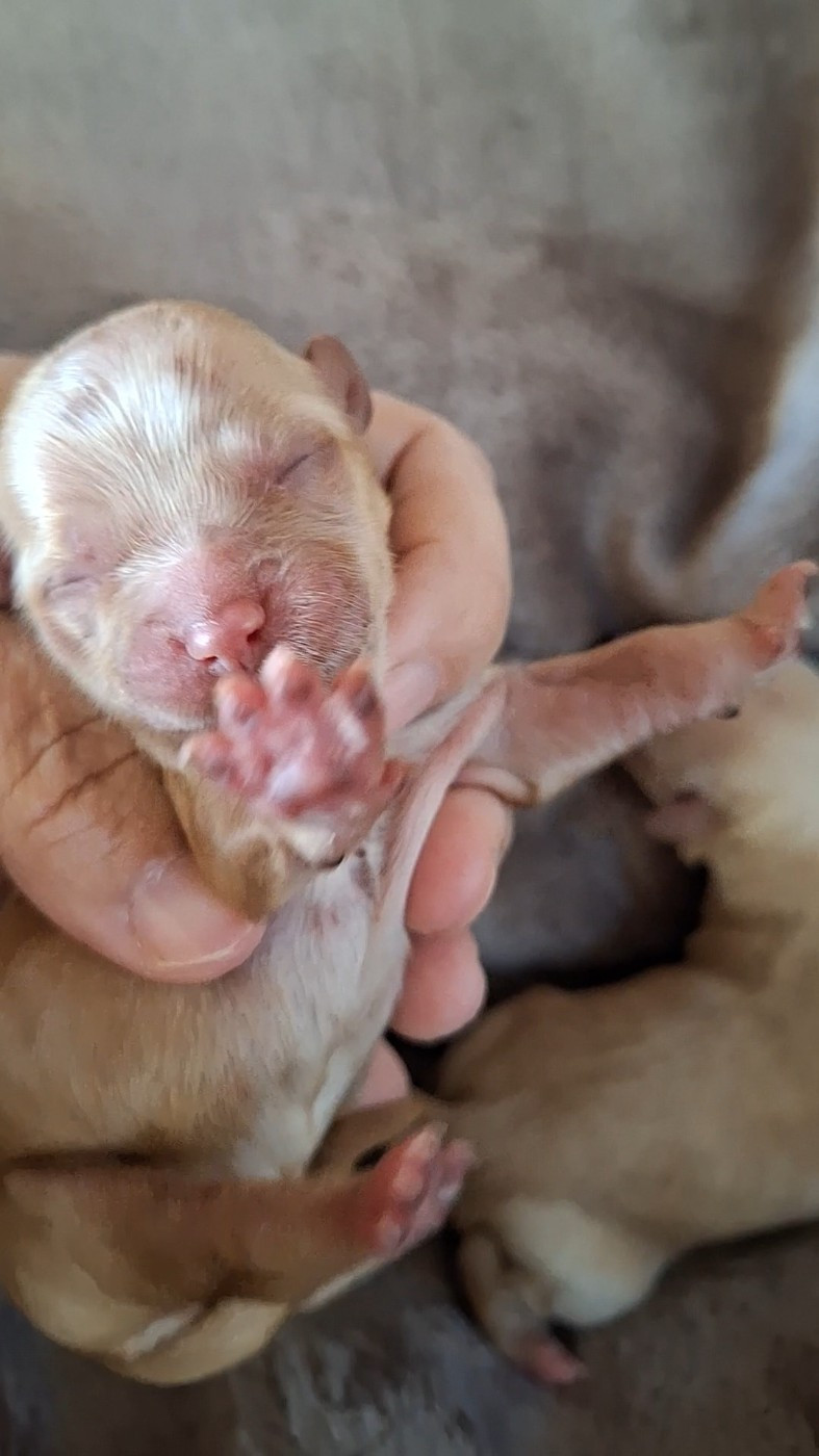 O P'tit Havanais Gourmand - Chiots disponibles - Bichon Havanais