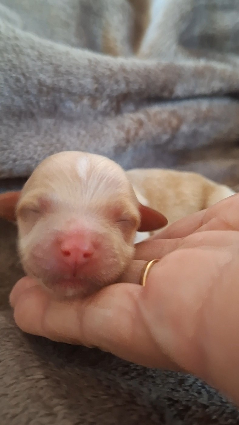 O P'tit Havanais Gourmand - Chiots disponibles - Bichon Havanais