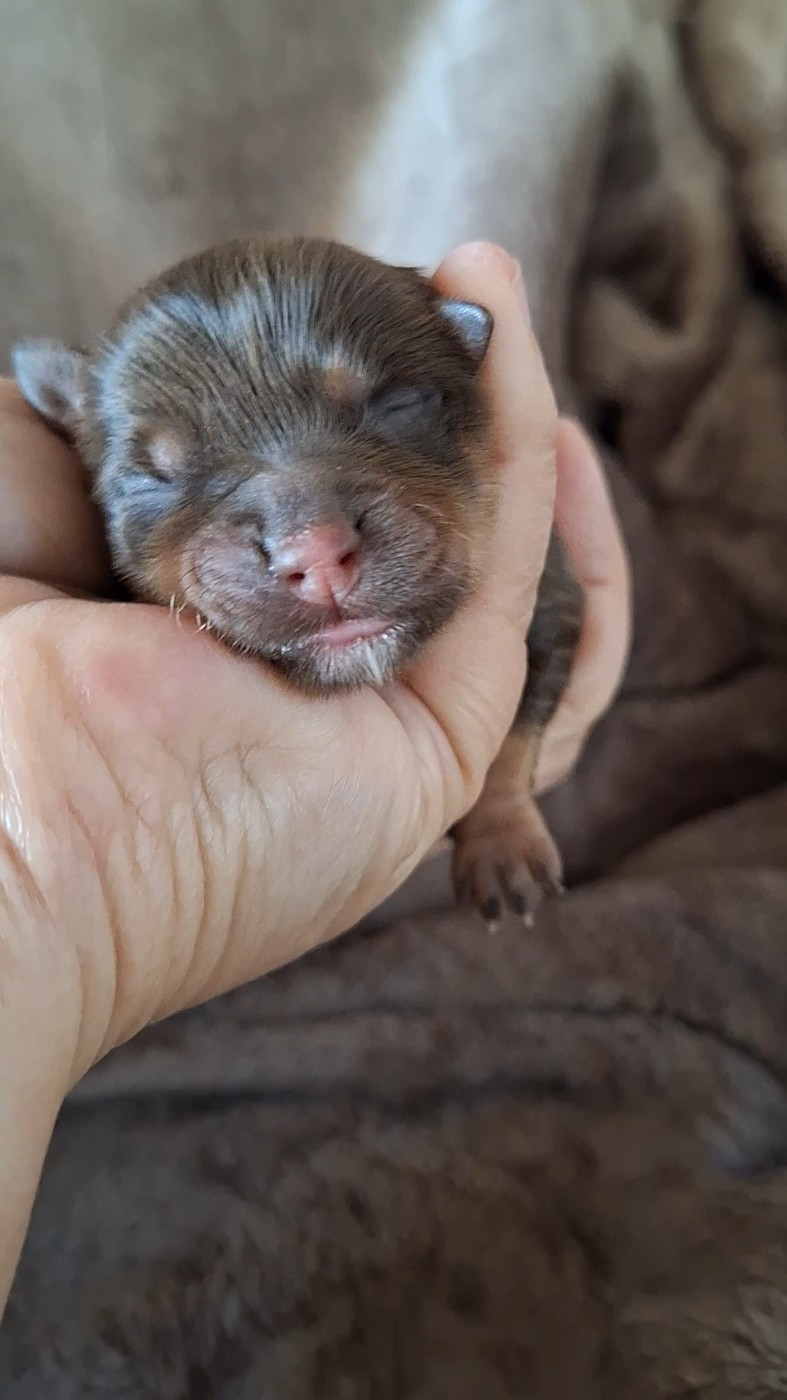 O P'tit Havanais Gourmand - Chiots disponibles - Bichon Havanais