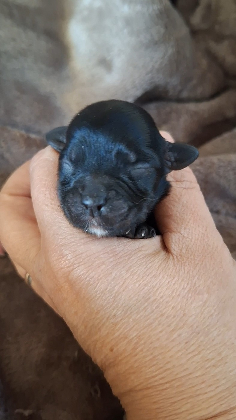 O P'tit Havanais Gourmand - Chiots disponibles - Bichon Havanais