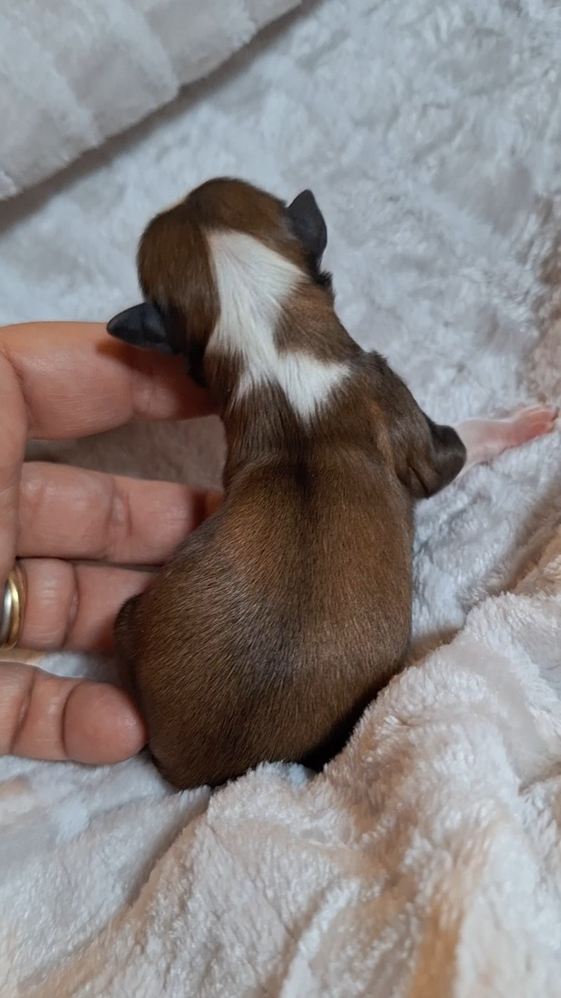 O P'tit Havanais Gourmand - Chiots disponibles - Bichon Havanais