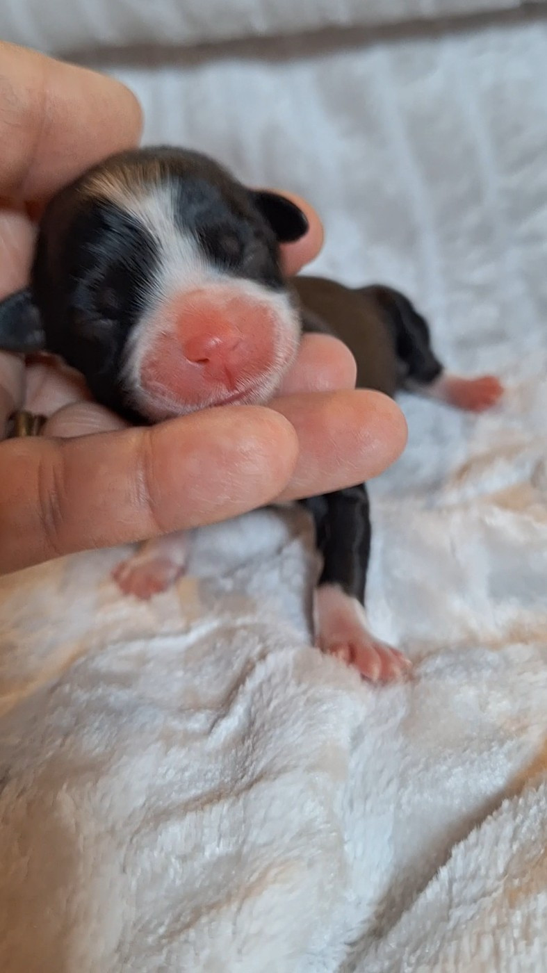 O P'tit Havanais Gourmand - Chiots disponibles - Bichon Havanais