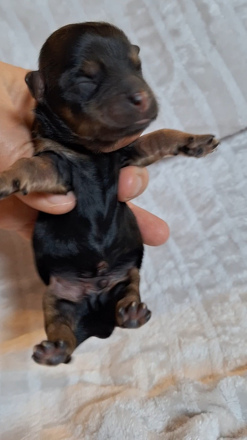 O P'tit Havanais Gourmand - Chiots disponibles - Bichon Havanais