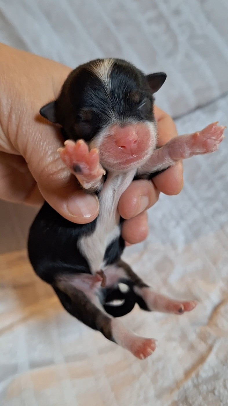 O P'tit Havanais Gourmand - Chiots disponibles - Bichon Havanais