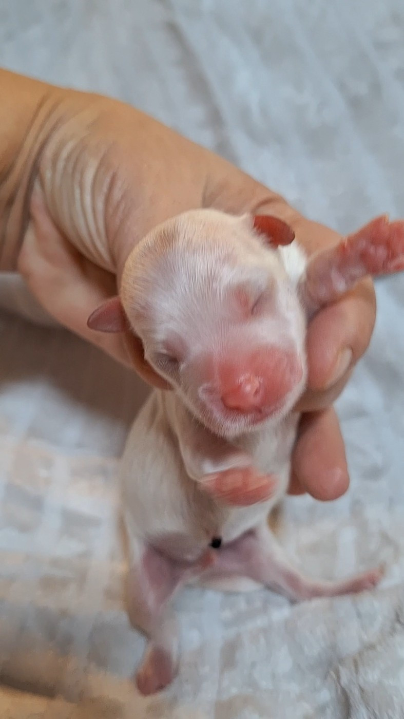 O P'tit Havanais Gourmand - Chiots disponibles - Bichon Havanais