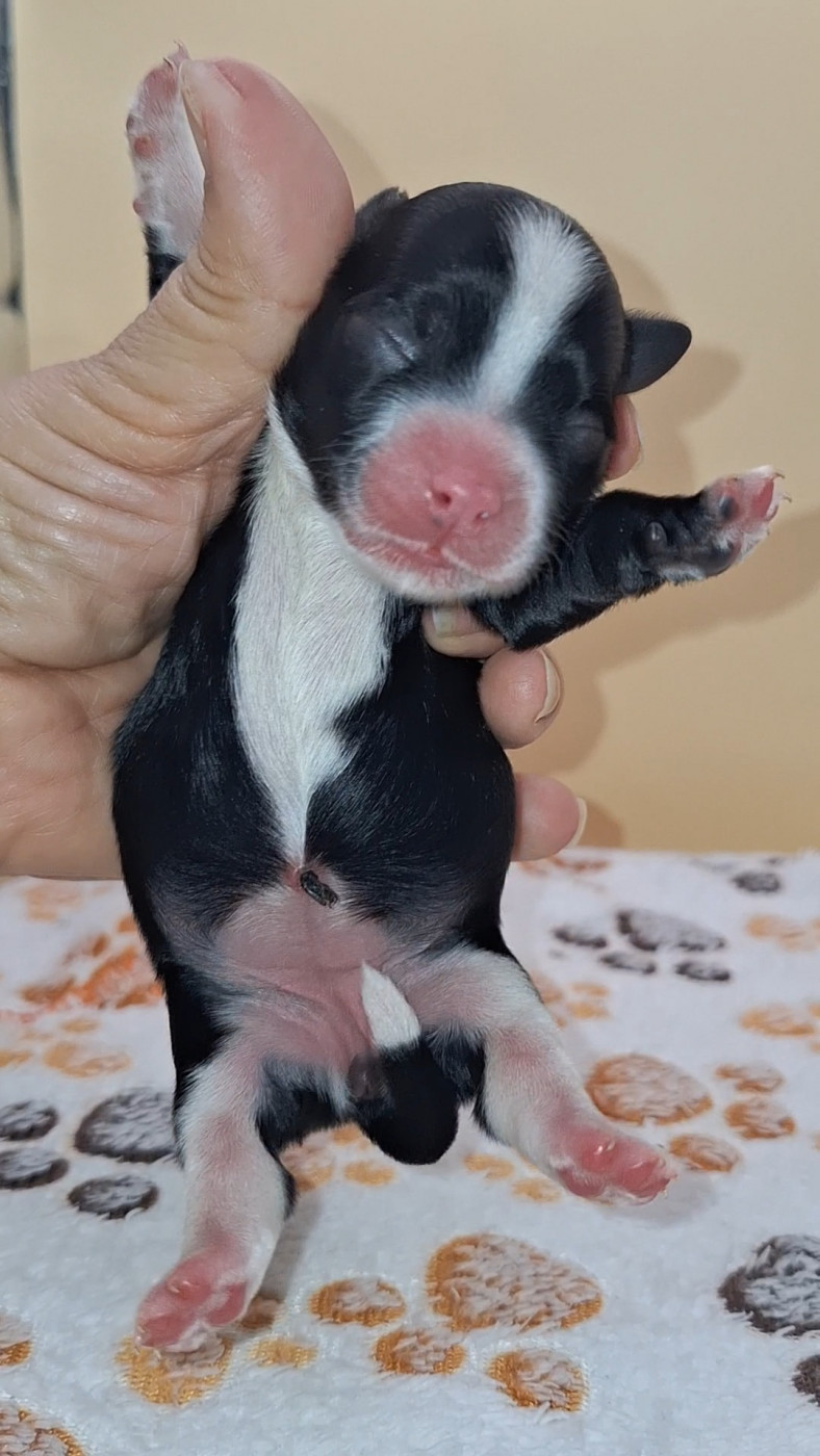 O P'tit Havanais Gourmand - Chiots disponibles - Bichon Havanais