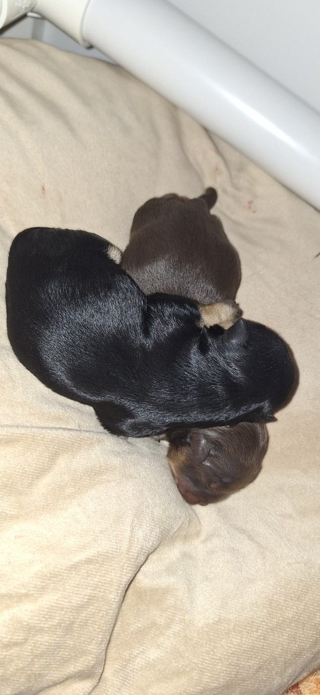 O P'tit Havanais Gourmand - Chiots disponibles - Bichon Havanais