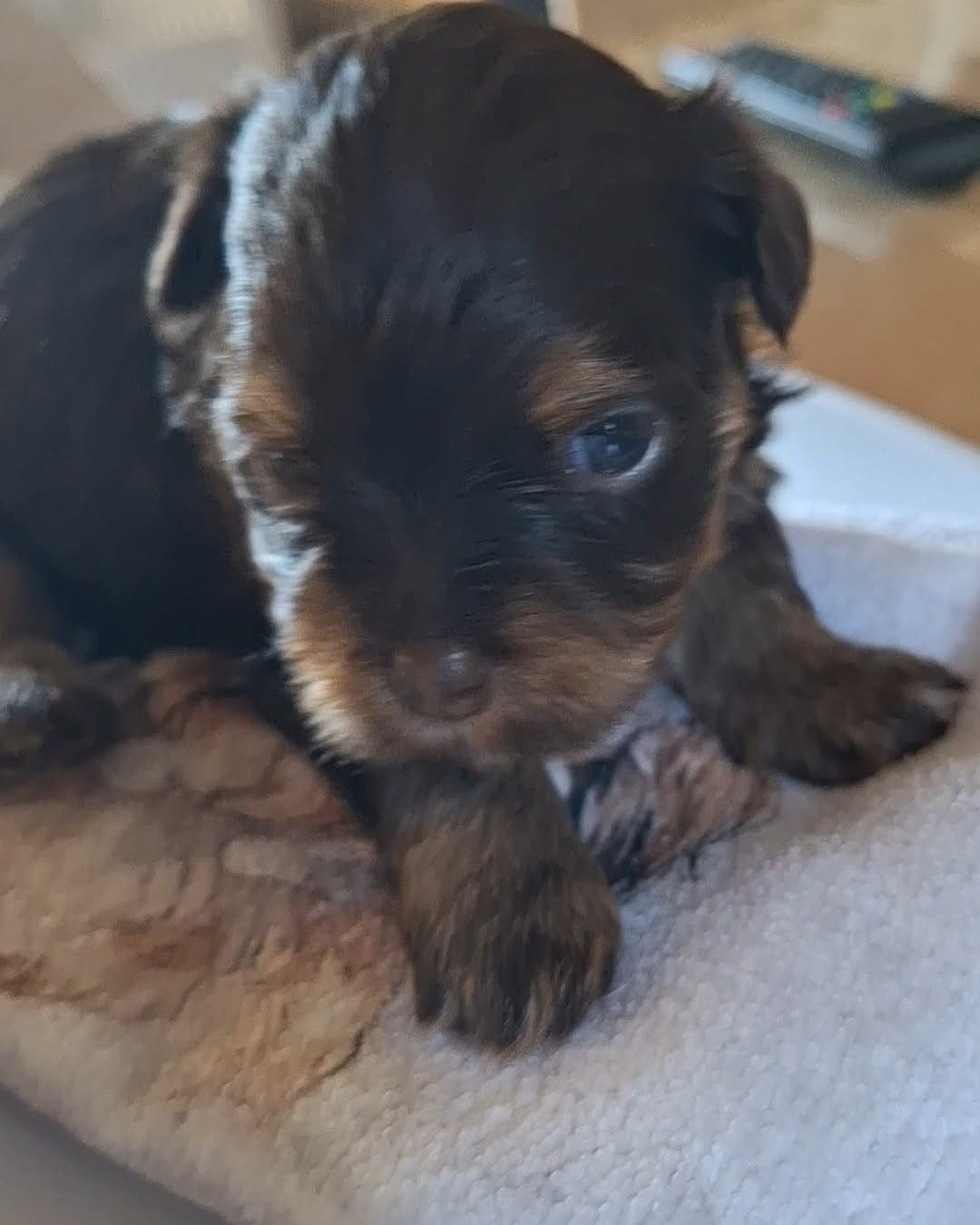 O P'tit Havanais Gourmand - Chiots disponibles - Bichon Havanais