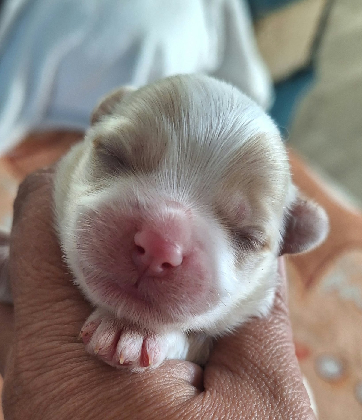 O P'tit Havanais Gourmand - Chiots disponibles - Bichon Havanais