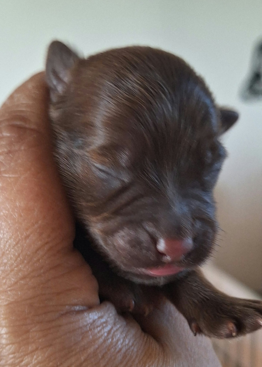 O P'tit Havanais Gourmand - Chiots disponibles - Bichon Havanais