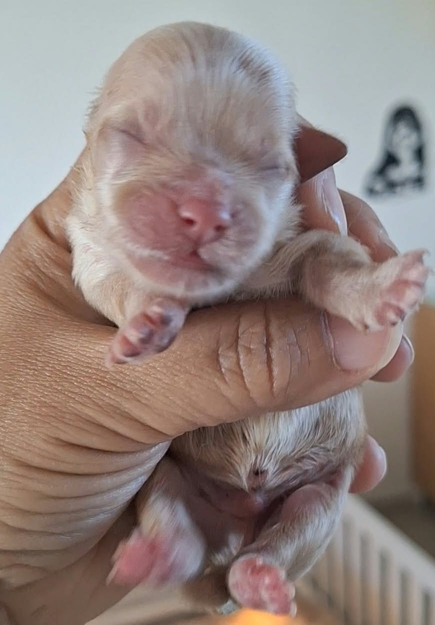 O P'tit Havanais Gourmand - Chiots disponibles - Bichon Havanais