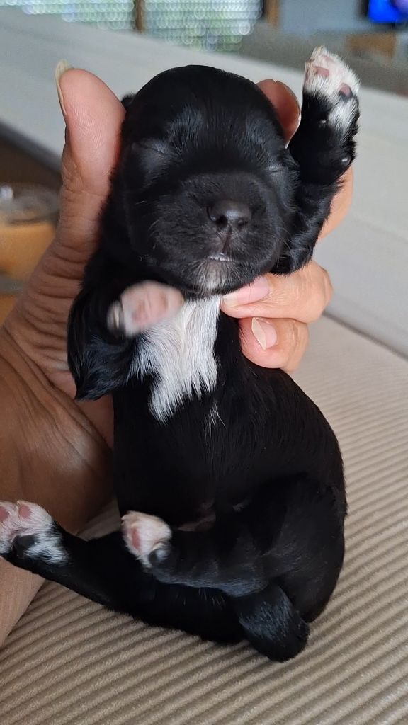 O P'tit Havanais Gourmand - Chiots disponibles - Bichon Havanais