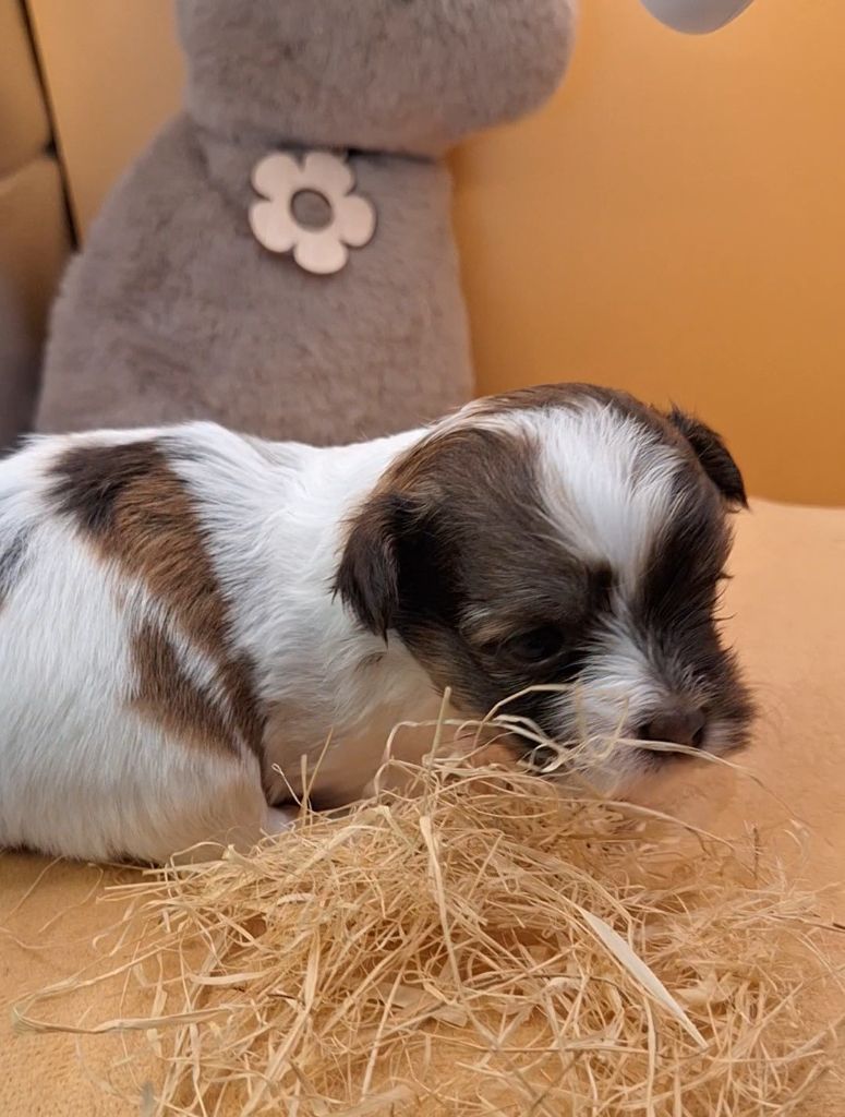 O P'tit Havanais Gourmand - Chiots disponibles - Bichon Havanais