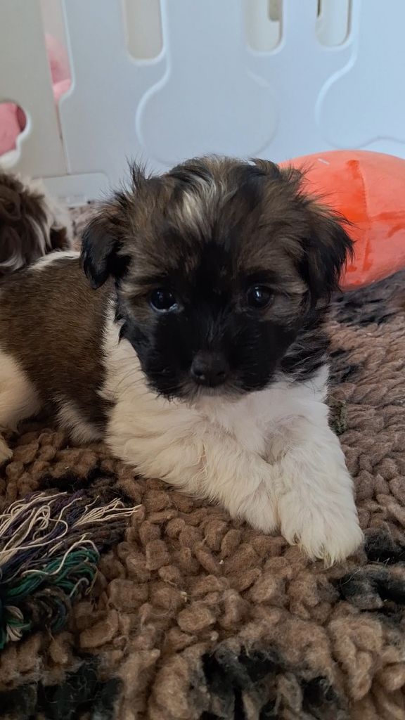O P'tit Havanais Gourmand - Chiots disponibles - Bichon Havanais