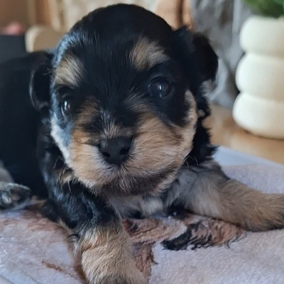 Bella