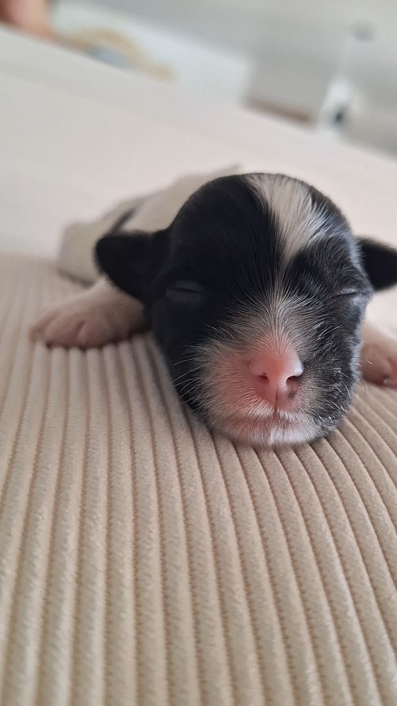 O P'tit Havanais Gourmand - Chiots disponibles - Bichon Havanais