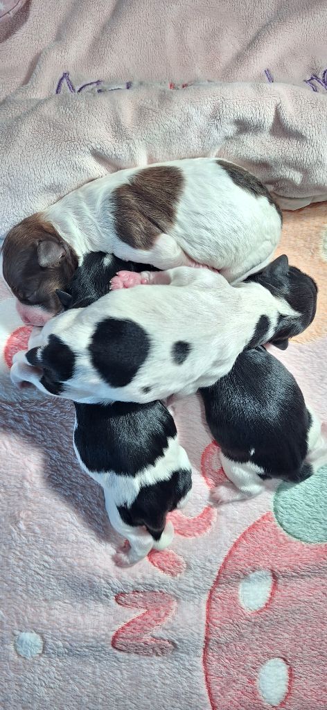 O P'tit Havanais Gourmand - Bichon Havanais - Portée née le 15/10/2025