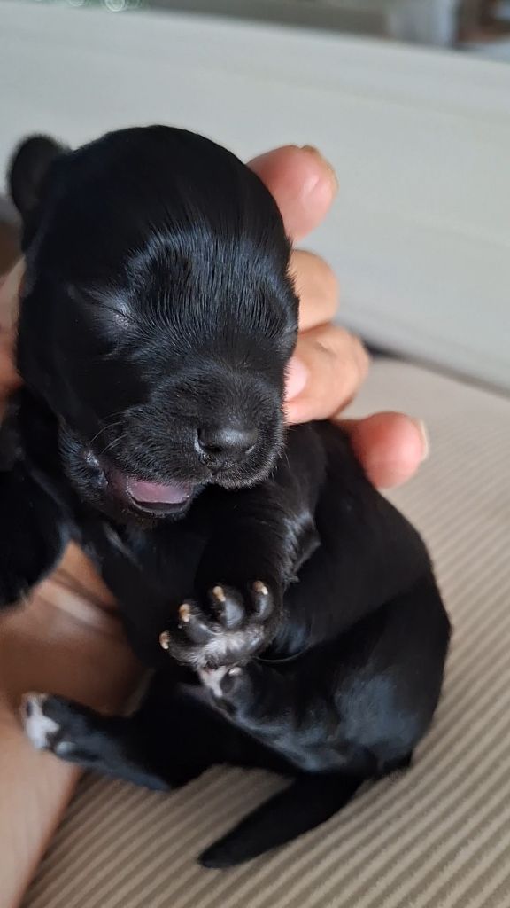 O P'tit Havanais Gourmand - Chiots disponibles - Bichon Havanais